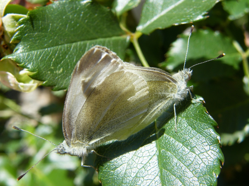 Pieris rapae o Pieris mannii in accoppiamento